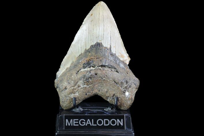 Huge, Fossil Megalodon Tooth - North Carolina #86971